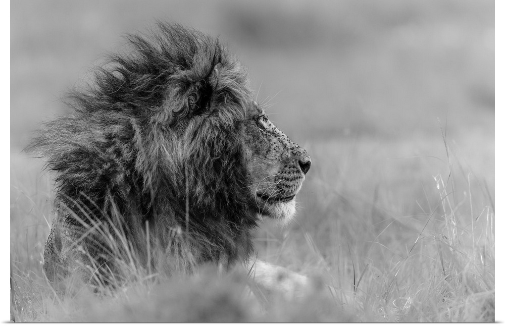 Solemn portrait of a lion with mane rustling in the wind.