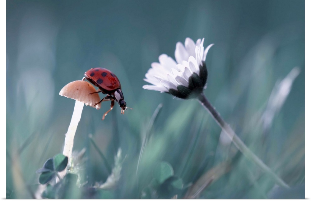 A ladybug perches on a small mushroom with a white daisy nearby.