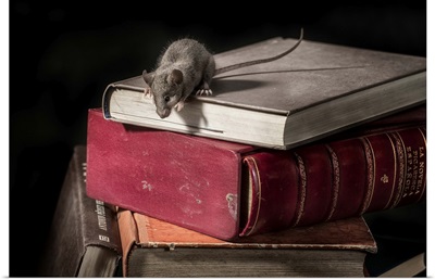 The Library Rat III