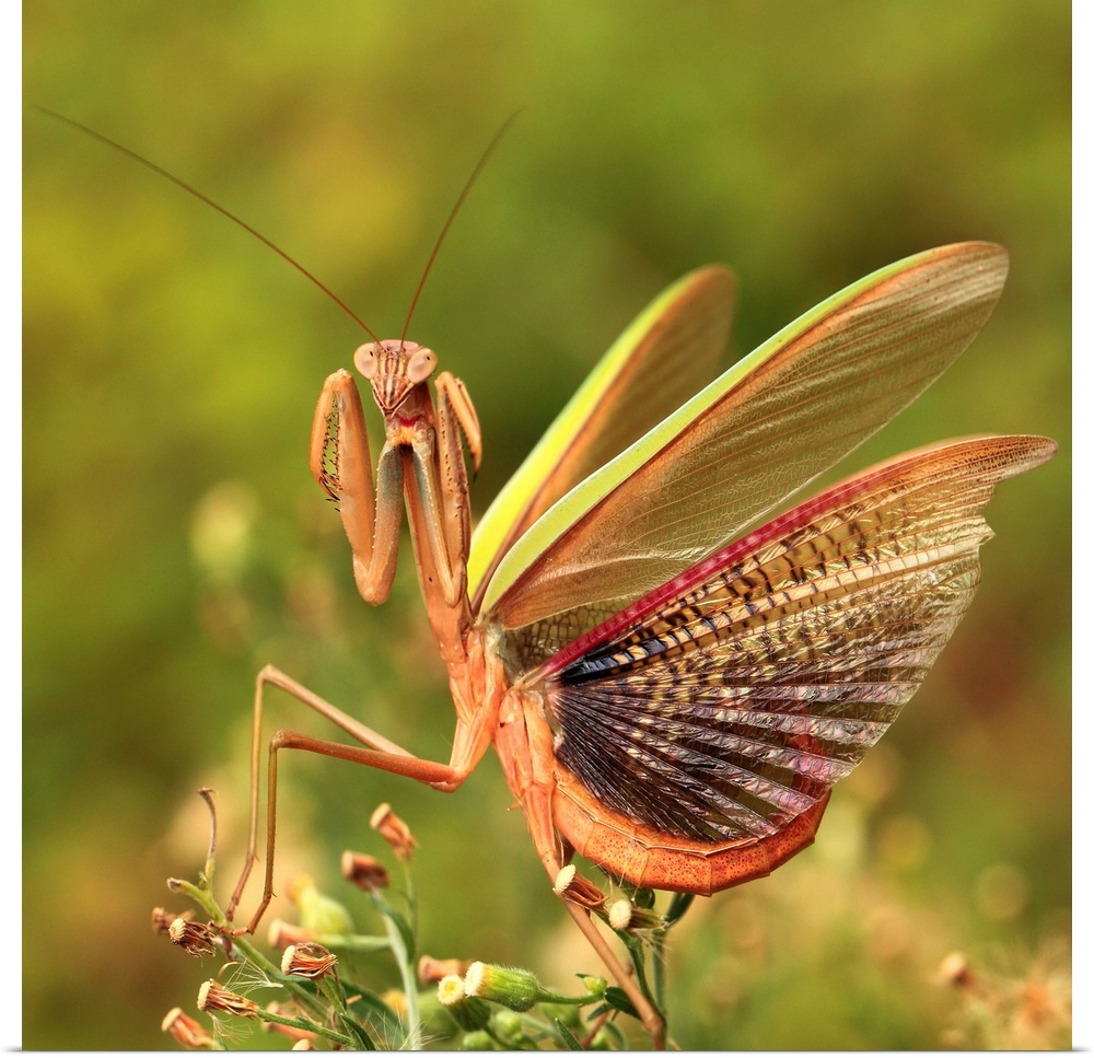 A mantis raises its forelegs and spreads its wings.