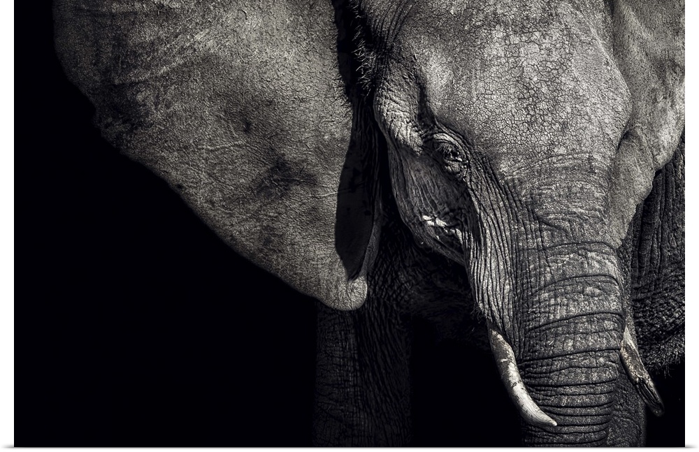 A strong presence is commanded in the portrait of this Matriarch of an elephant family.