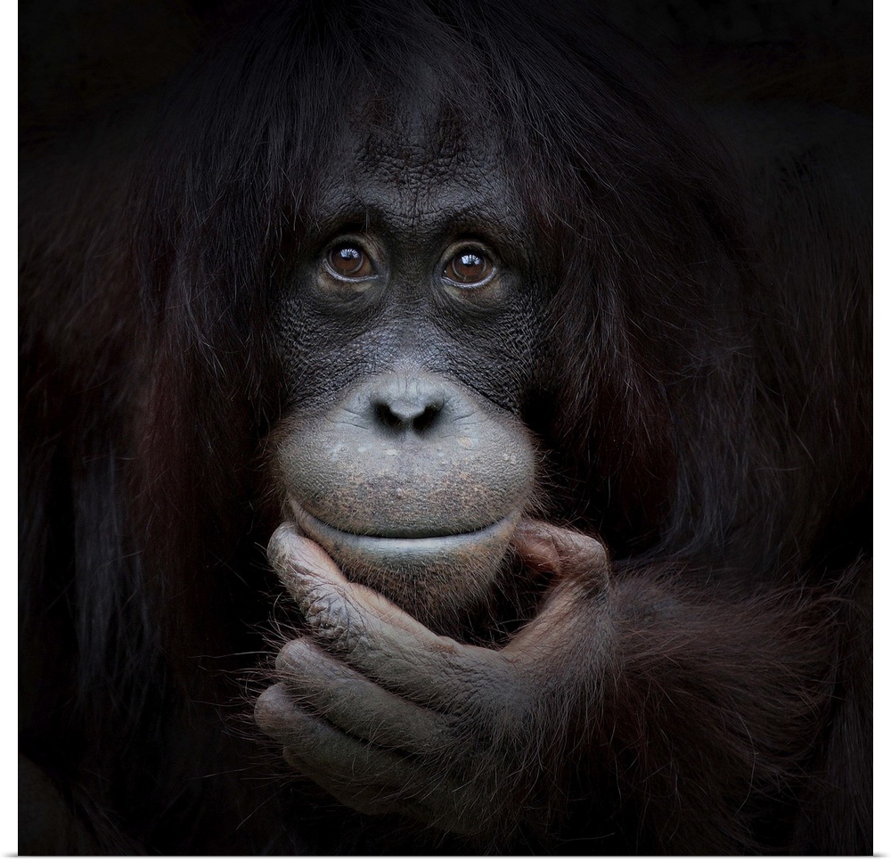 Portrait of a orangutan with a contemplative look on its face.