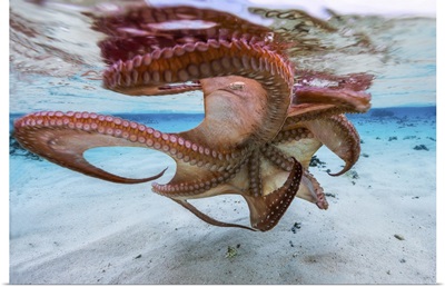 The Octopus Underside