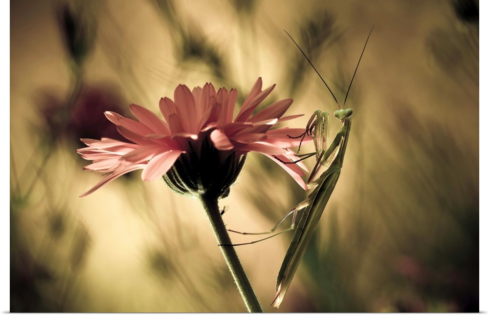 A large praying mantis hangs onto the petals of a pink flower.