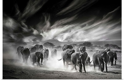 The Sky, The Dust And The Elephants