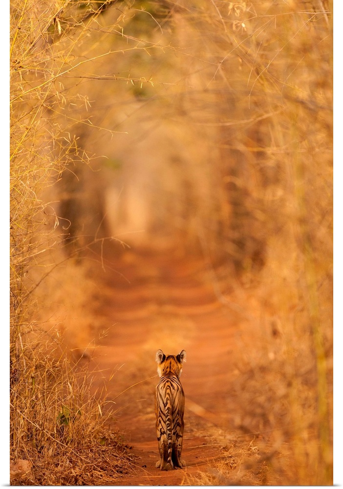 A photograph of a tiger seen walking through a grove of dry brush.