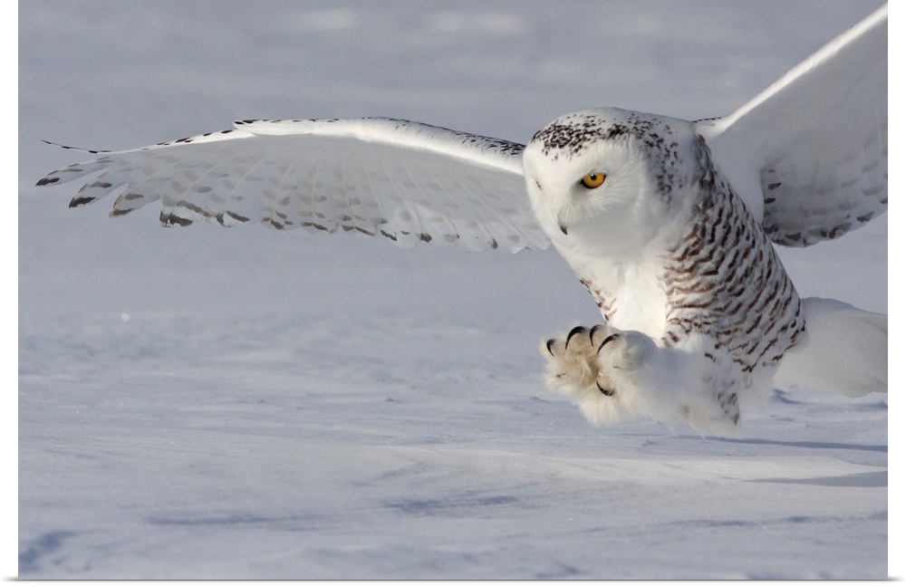 An owl touches down with its talons open wide ready to catch its prey.