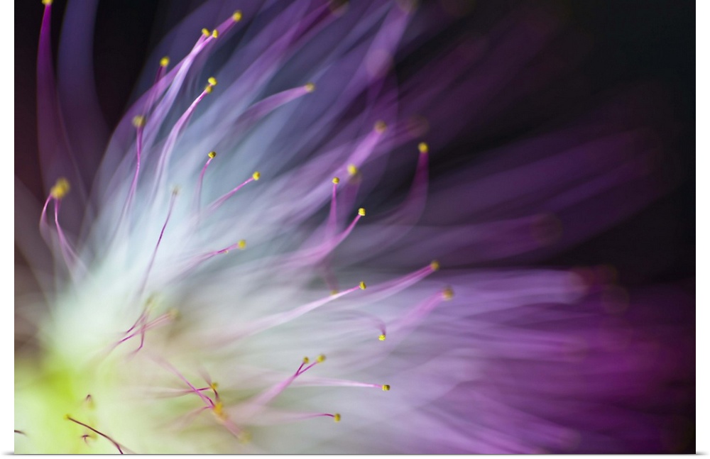Blurred image of the yellow center and purple petals of an Albizia flower.