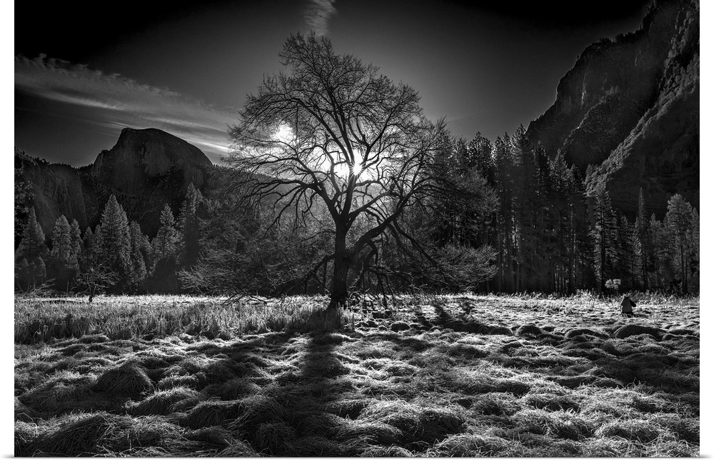 Black and white image of a clearing in Yosemite Valley with the sun low in the sky, and Half Dome in the distance.