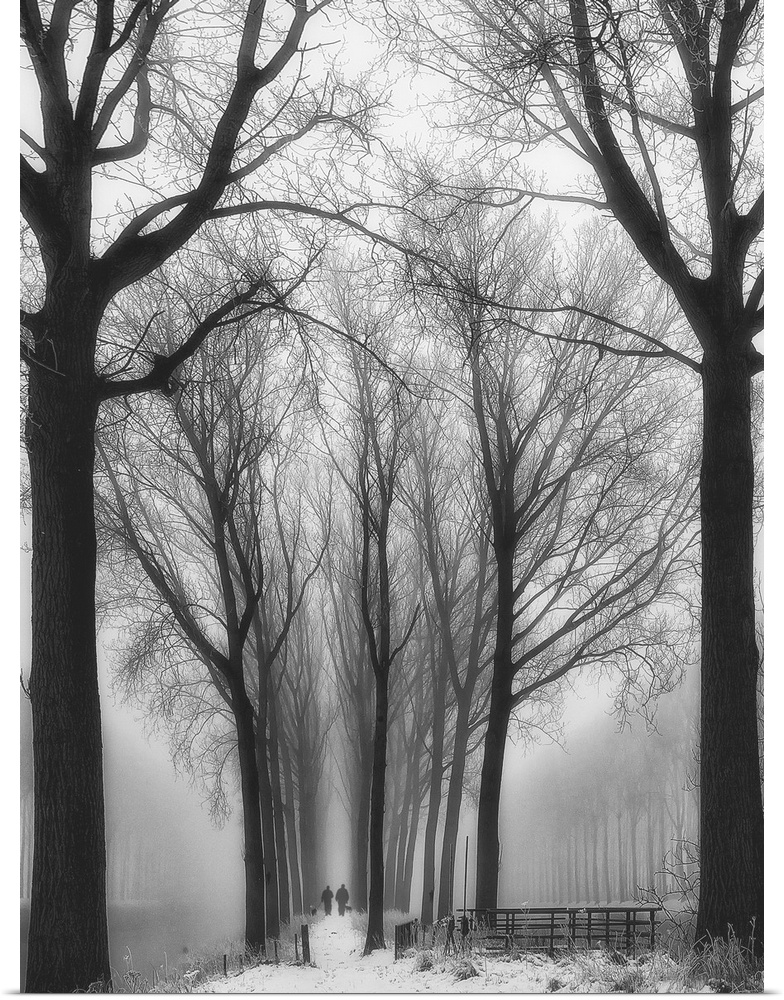 Winter landscape of tall bare trees lining a path into the foggy distance.