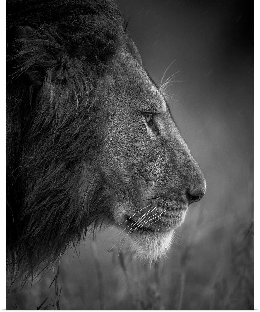 Dark with raining day the Lion was walking to the good place to sleep after his big meal, taken in masai mara in Kenya 2016.