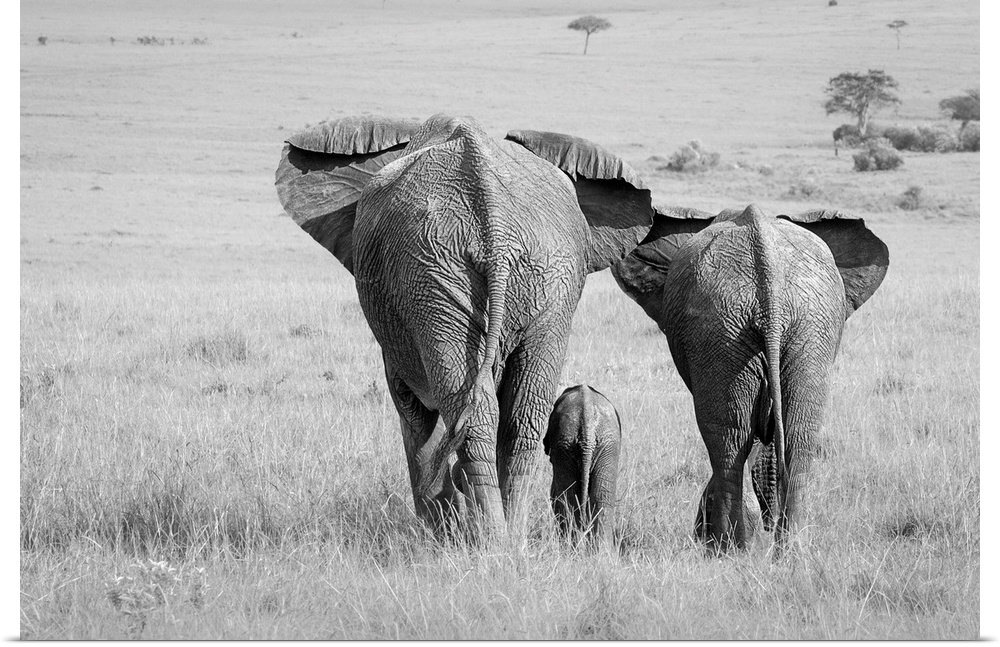 A black and white photograph of an elephant family seen from behind.
