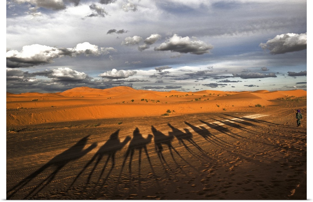 Long shadows of camels and their riders on the sandy desert floor, Morocco.