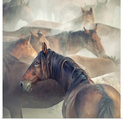 Tired Horses