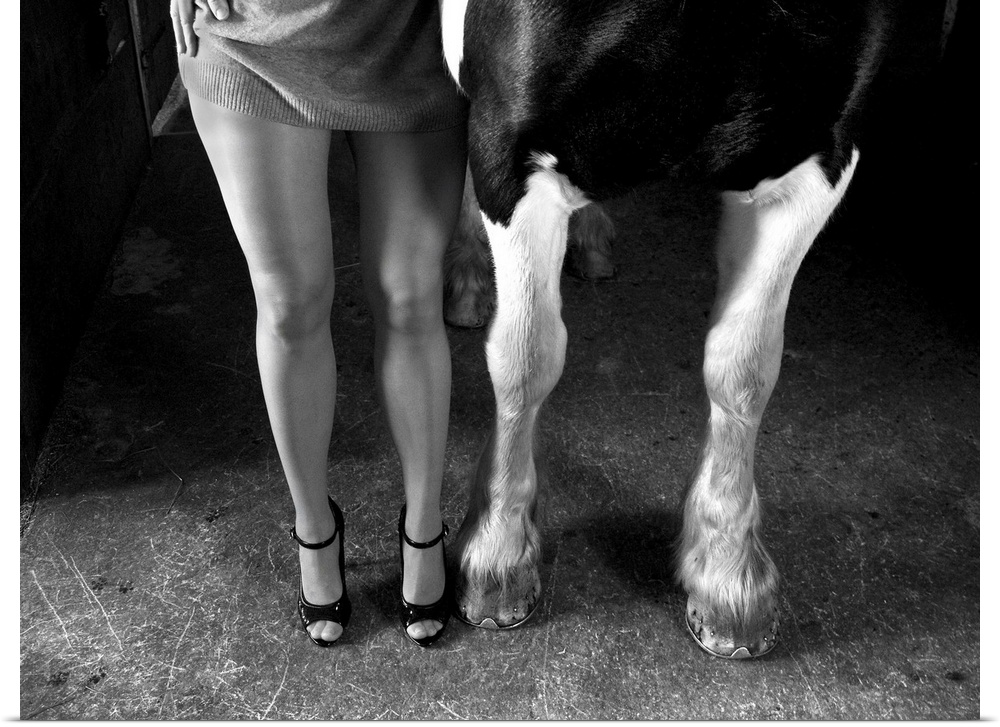The legs of a woman in high heels standing next to the forelegs of a dairy cow.