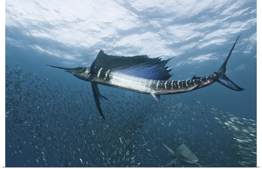 A sailfish swims through a school of smaller fish, with a shark passing by below.