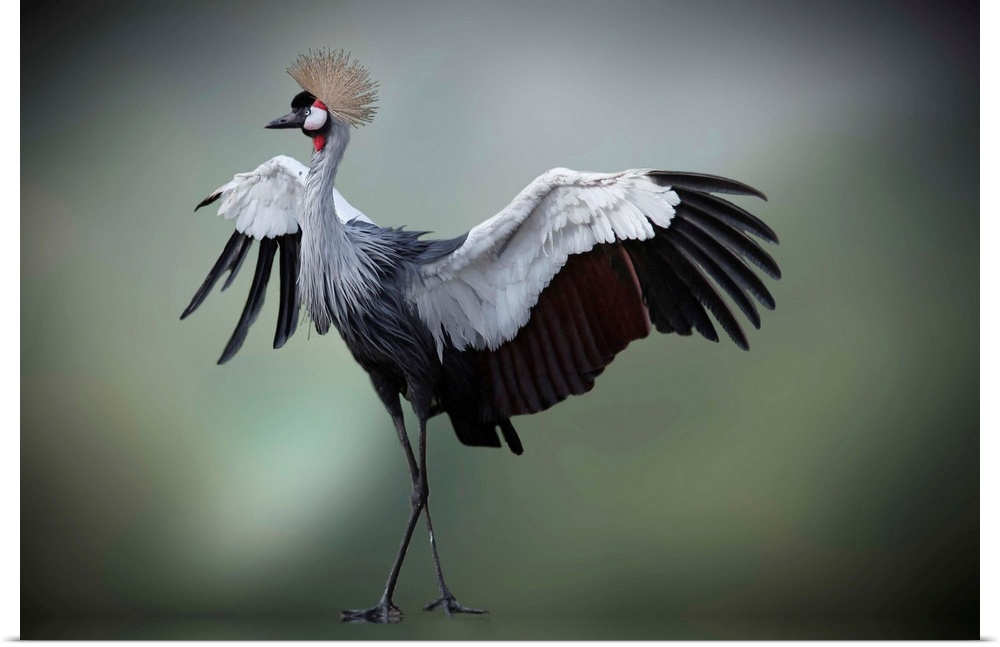 Crowned Crane spreading its wings nad showing off its feathers.