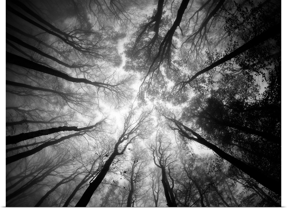 Black and white image of the canopy in a forest in Slovakia.