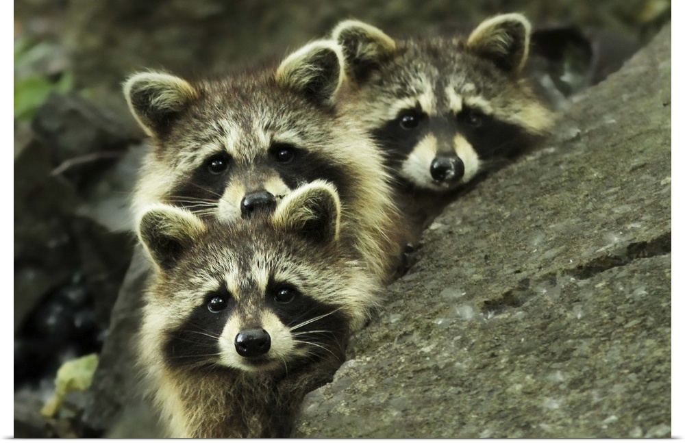 The faces of three adorable raccoons peering over the edge of a rock.