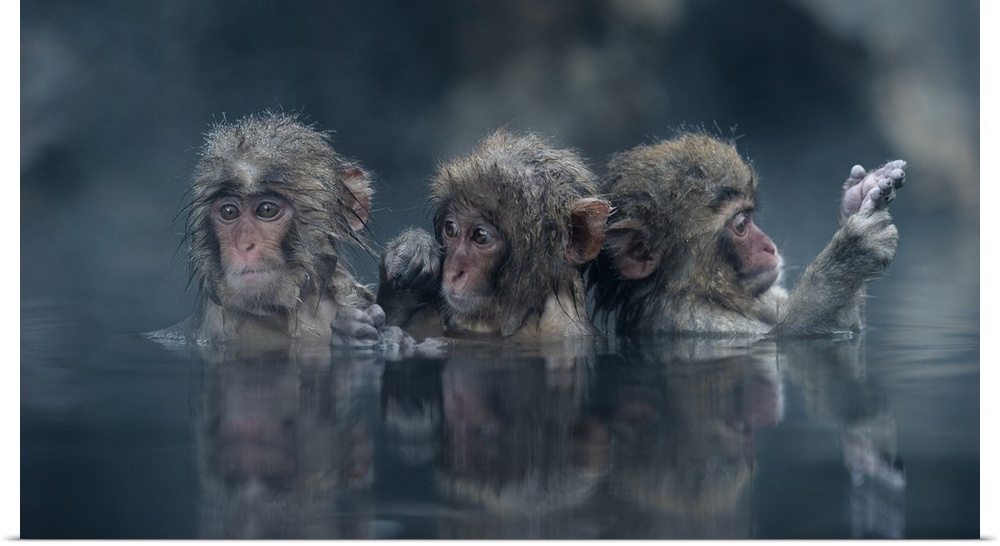 Photograph of three monkeys bathing bathing in a hot spring in Japan.
