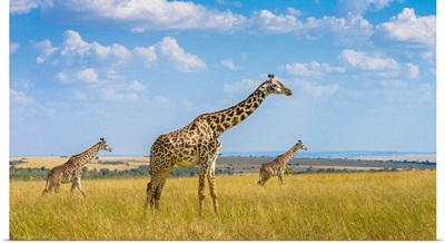 Trio Giraffes