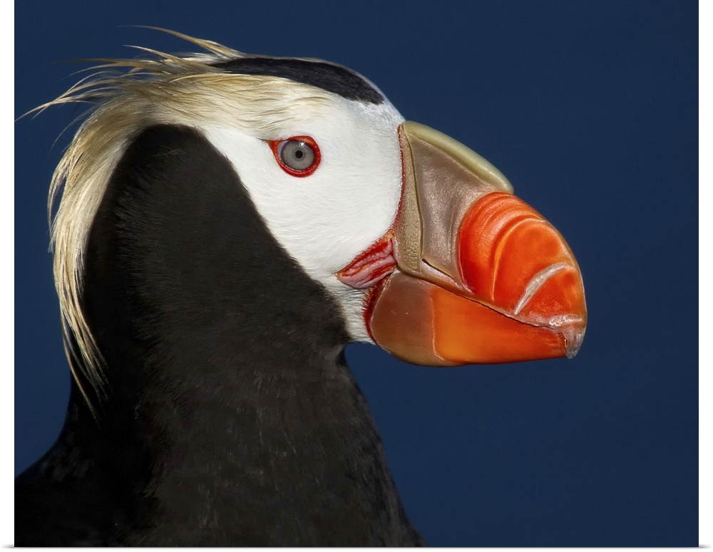 Portrait of a tufted puffin with a colorful beak and long yellow feathers on its head.