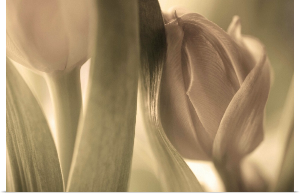 Pastel image of a tulip about to bloom, leaning against another flower.