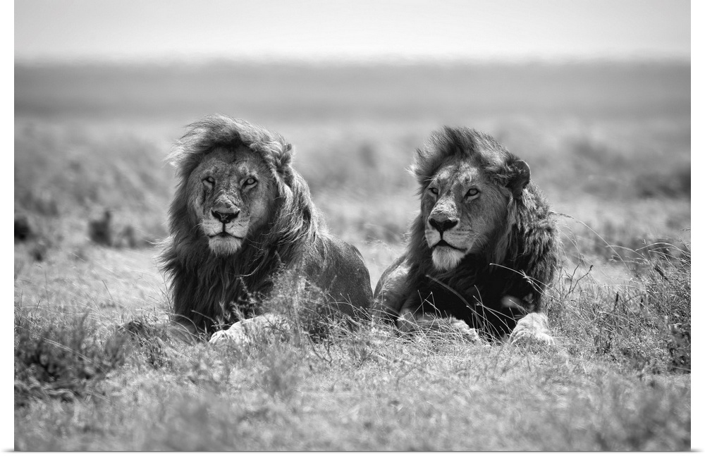 Black and white photograph of two male lions enjoying a breeze on the savannah in Tanzania.