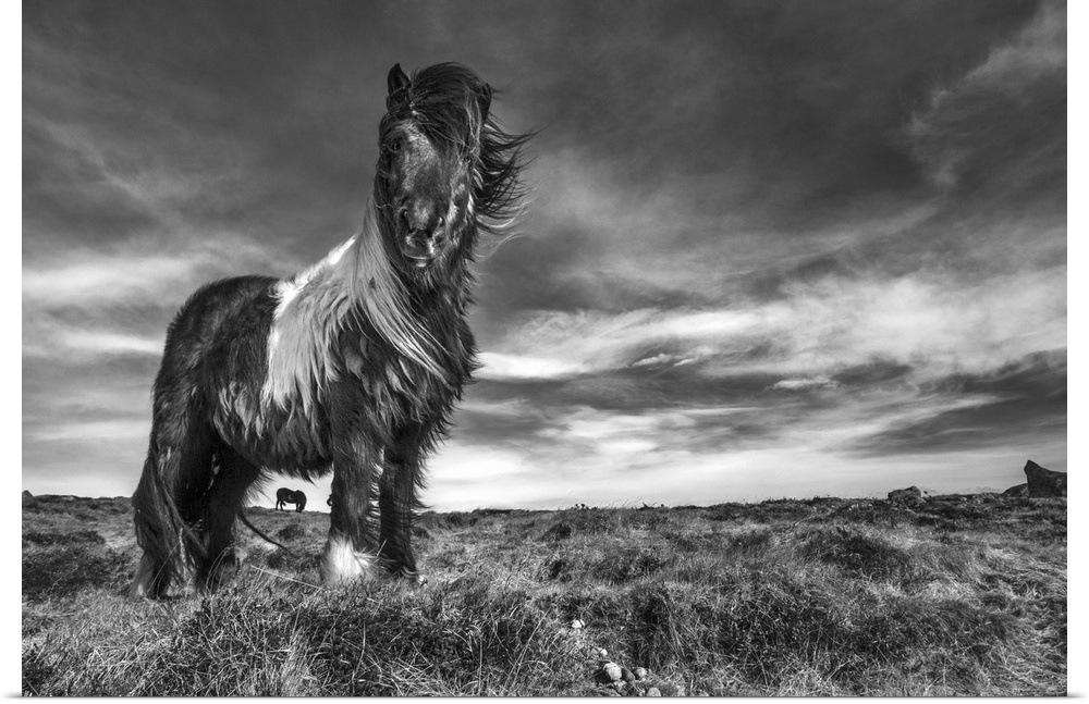 Black and white image of an Icelandic pony standing in a field.