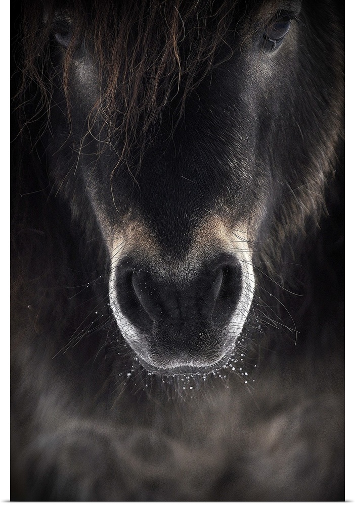Portrait of a horse with beads of water on its whiskers by its mouth.