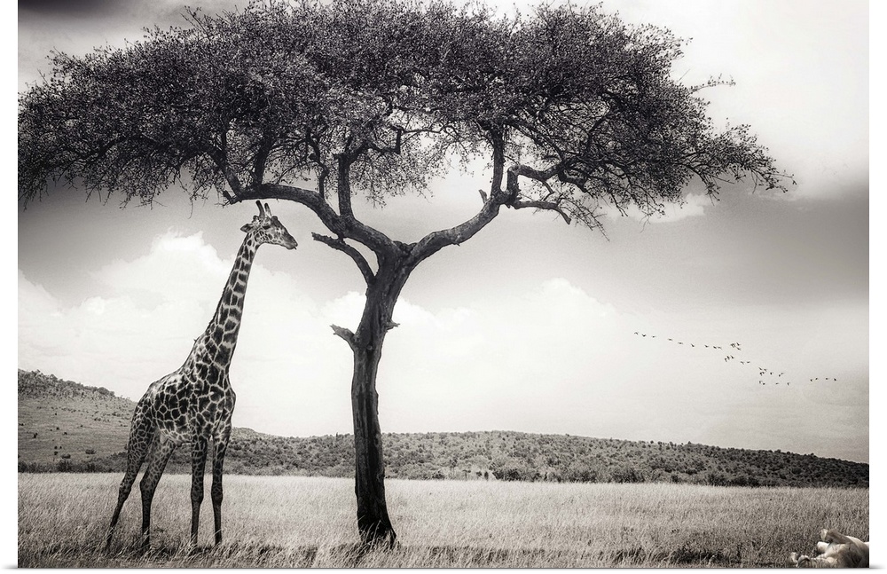 A giraffe stands in the shade of a tree in Kenya, with a lioness in the grass nearby.