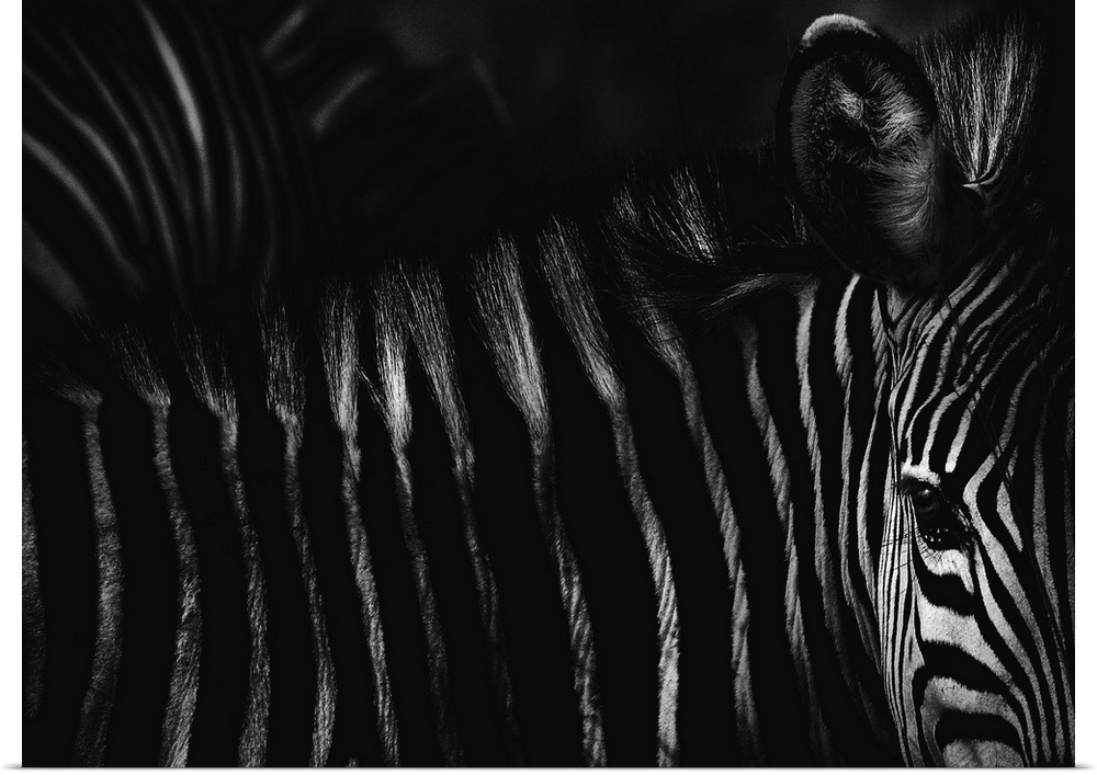 Black and white photograph of a zebra, highlighting its contrasting striped fur.