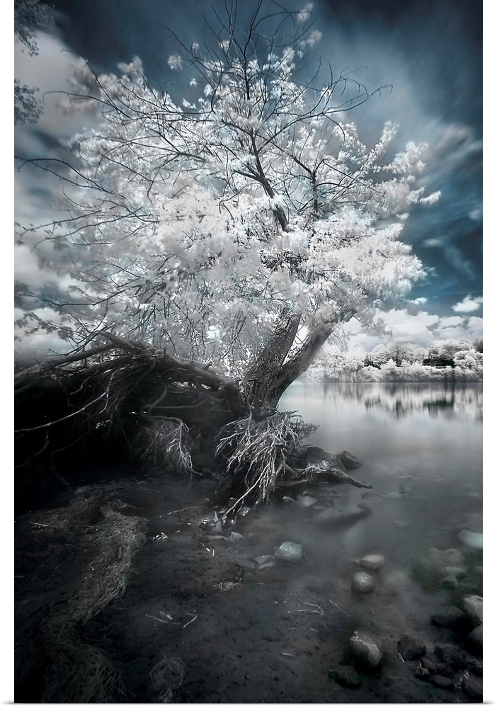 A fine art photo of a tree with white foliage rooted on the rocky edge of a river.