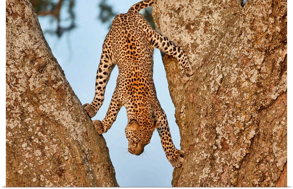 Playful photograph of a leopard climbing down the midlle of two rocks.