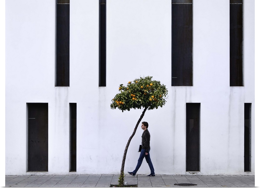 A man walks by the facade of a white building just about to pass an orange tree planted on the sidewalk beside him.