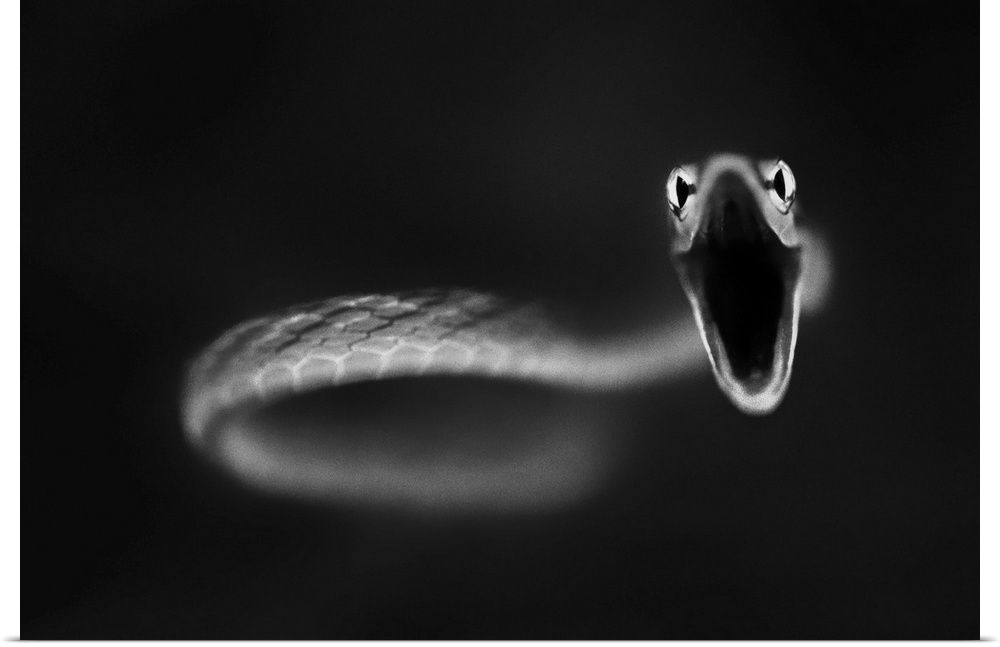 A coiled up snake with wide open mouth, ready to strike.