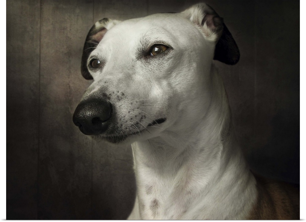 Portrait of a regal Whippet dog with clear brown eyes.