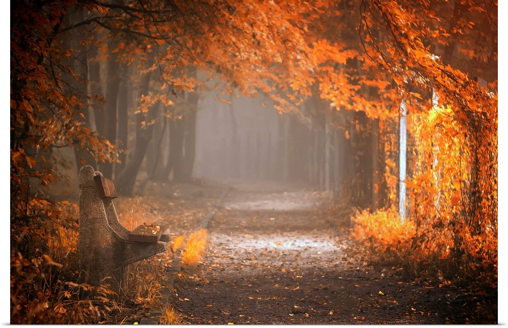 A walkway through an autumn forest glowing in early morning light.