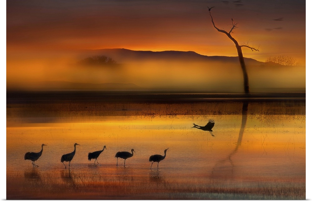 A Sandhill Crane landing in the water near its flock at Bosque del Apache National Wildlife Refuge, New Mexico.