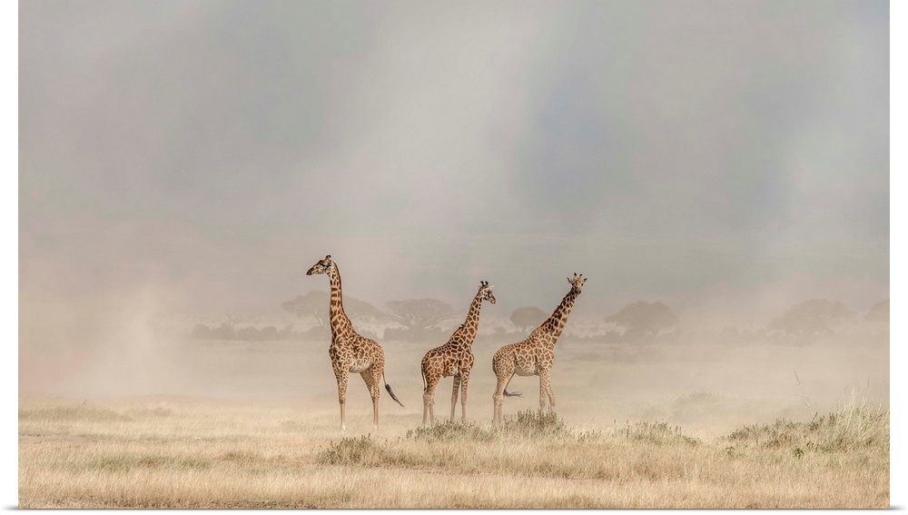 Photograph of three giraffes surrounded by the desert dust.