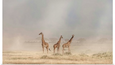 Weathering The Amboseli Dust Devils