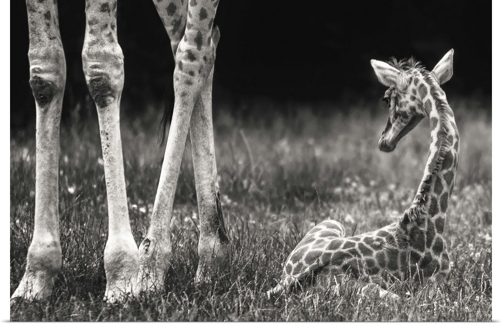 A newborn baby giraffe laying in the grass next to its mother's legs.
