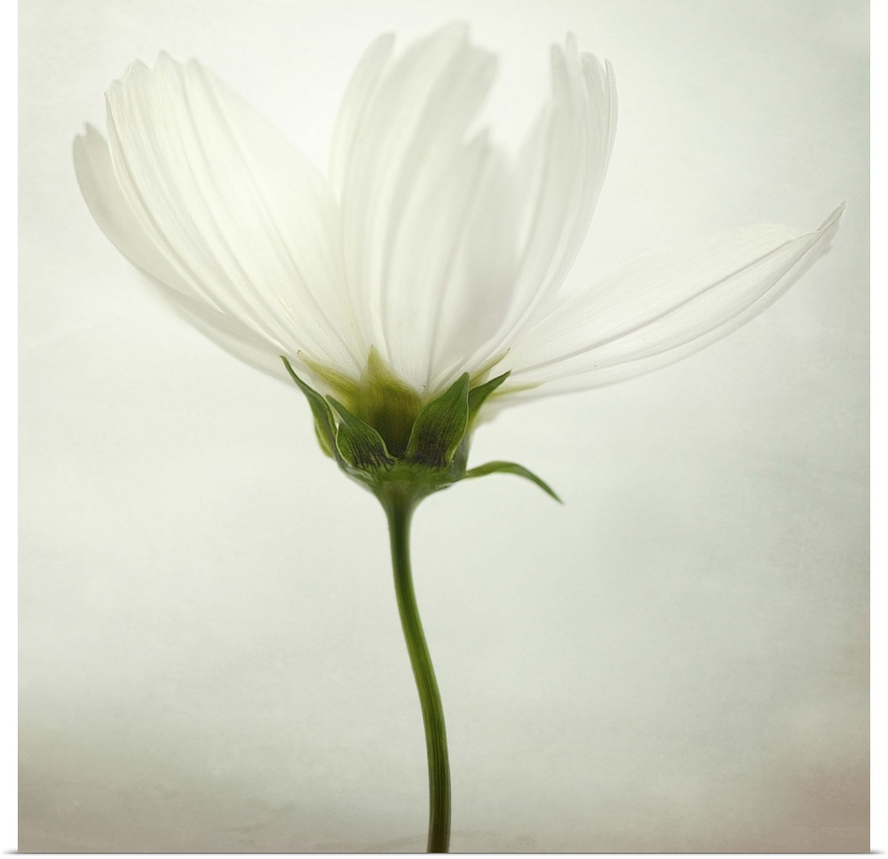 Fine art photo of a blooming cosmos flower.