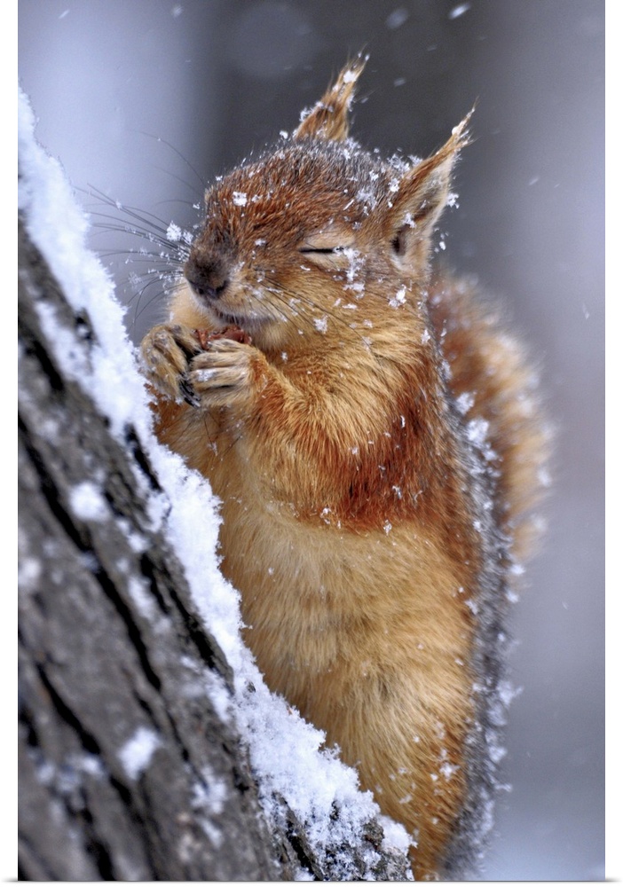 Portrait of a red squirrel on a tree in winter, closing its eyes from falling snow.