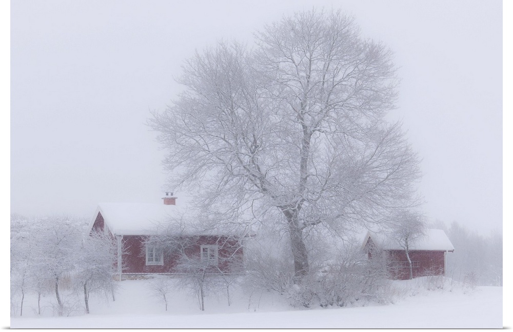 A farmhouse and barn with a large tree after a heavy snowfall, Sweden.