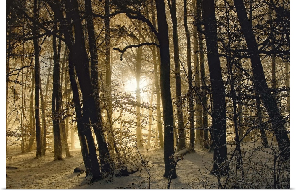 The dawning sun shining through a forest with snow on the ground on a winter morning.