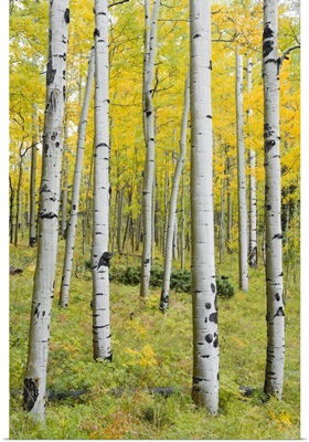 Yellow Birches - Vertical