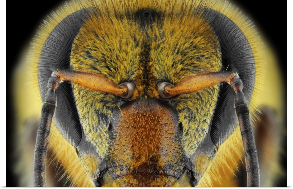 Extreme close-up of a bee's face.