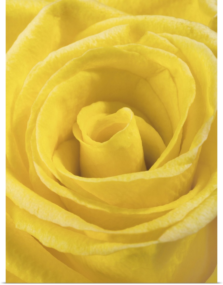 macro shot of a beautiful yellow rose