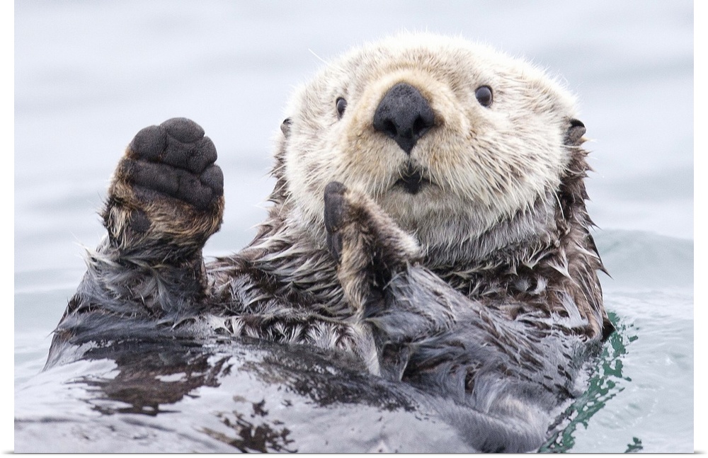 Cute sea otter floating on the water with a quizzical expression holds its paws up.
